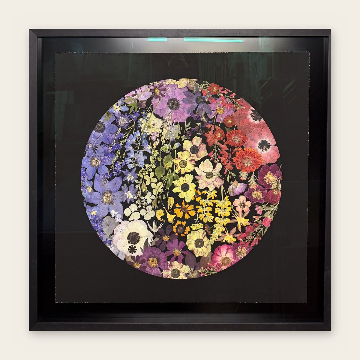 Pressed flowers arranged in a colour-wheel circle on black paper, in a deep charcoal box frame.
